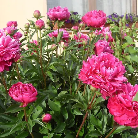 Séjour à la ferme Di Valle Rosa Ferrare