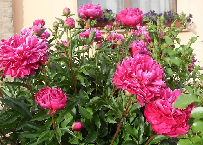 Alloggio per agriturismo Di Valle Rosa Ferrara